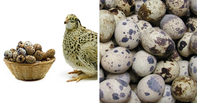 10 Surprising Health Benefits of Quail Eggs That You Never Knew!